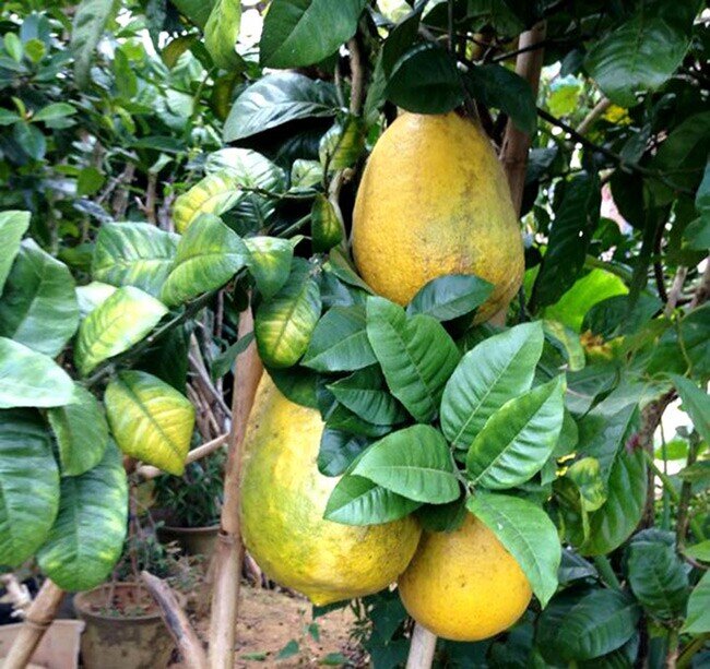 Loại quả mọc dại xưa không ai biết đến, nay thành đặc sản có hương vị lạ được ưa chuộng dịp Tết 2026, 300.000 đồng/kg - 4