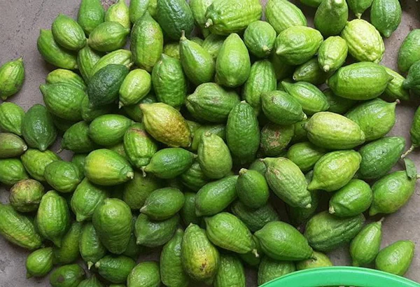 Loại quả mọc dại xưa không ai biết đến, nay thành đặc sản có hương vị lạ được ưa chuộng dịp Tết 2026, 300.000 đồng/kg - 3