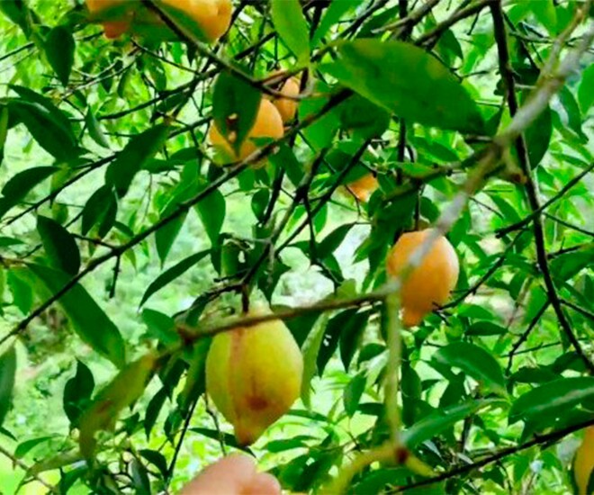 Loại quả mọc dại xưa không ai ngó ngàng, nay dân hái về bán 180.000 đồng/kg thành đặc sản, tốt cho sức khoẻ - 1