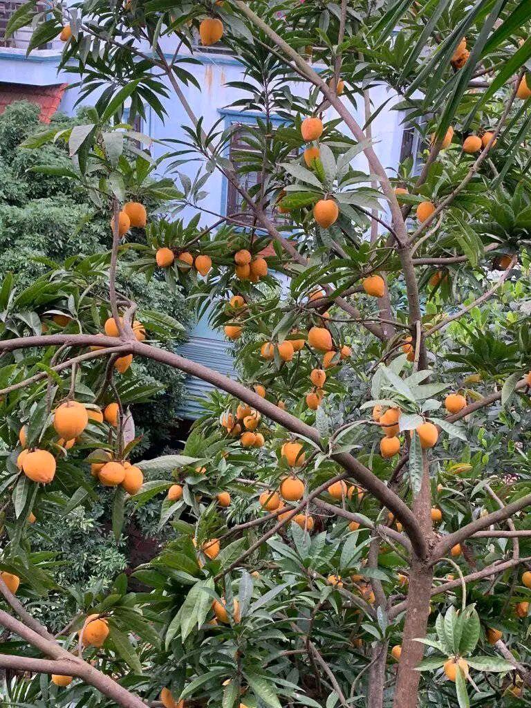 Loại quả xưa chín rụng đầy sân nay thành đặc sản, trồng một lần thu hoạch nhiều năm, tốt cho sức khoẻ - 3