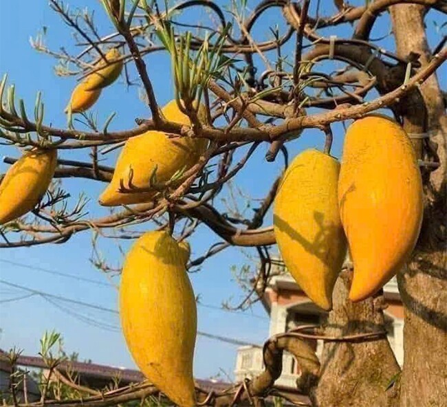 Loại quả xưa chín rụng đầy sân nay thành đặc sản, trồng một lần thu hoạch nhiều năm, tốt cho sức khoẻ - 2