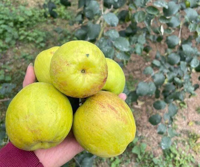 Loại quả amp;#34;tốt nhất thế giớiamp;#34; chỉ có ở Bắc Ninh, thành đặc sản hút khách dịp Tết, trồng một lần thu hoạch nhiều năm - 1