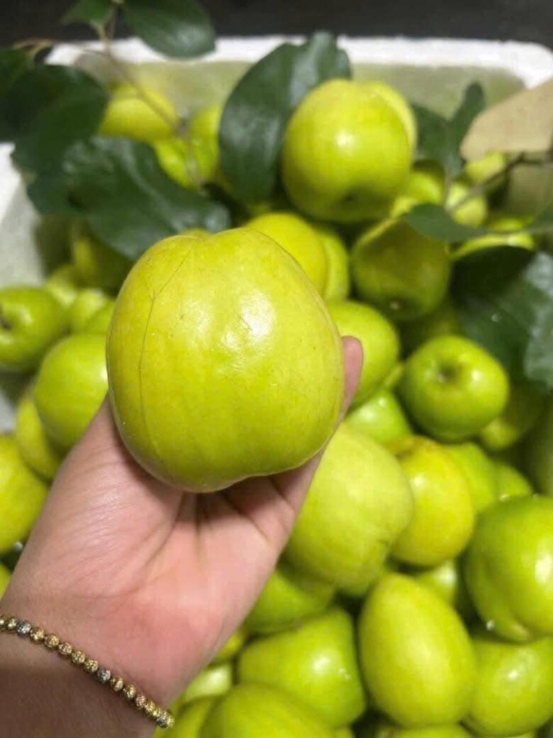 Loại quả amp;#34;tốt nhất thế giớiamp;#34; chỉ có ở Bắc Ninh, thành đặc sản hút khách dịp Tết, trồng một lần thu hoạch nhiều năm - 4