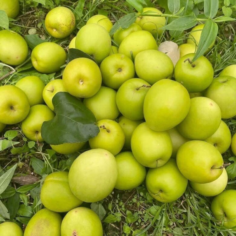 Loại quả amp;#34;tốt nhất thế giớiamp;#34; chỉ có ở Bắc Ninh, thành đặc sản hút khách dịp Tết, trồng một lần thu hoạch nhiều năm - 2