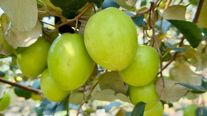 Loại quả amp;#34;tốt nhất thế giớiamp;#34; chỉ có ở Bắc Ninh, thành đặc sản hút khách dịp Tết, trồng một lần thu hoạch nhiều năm - 3