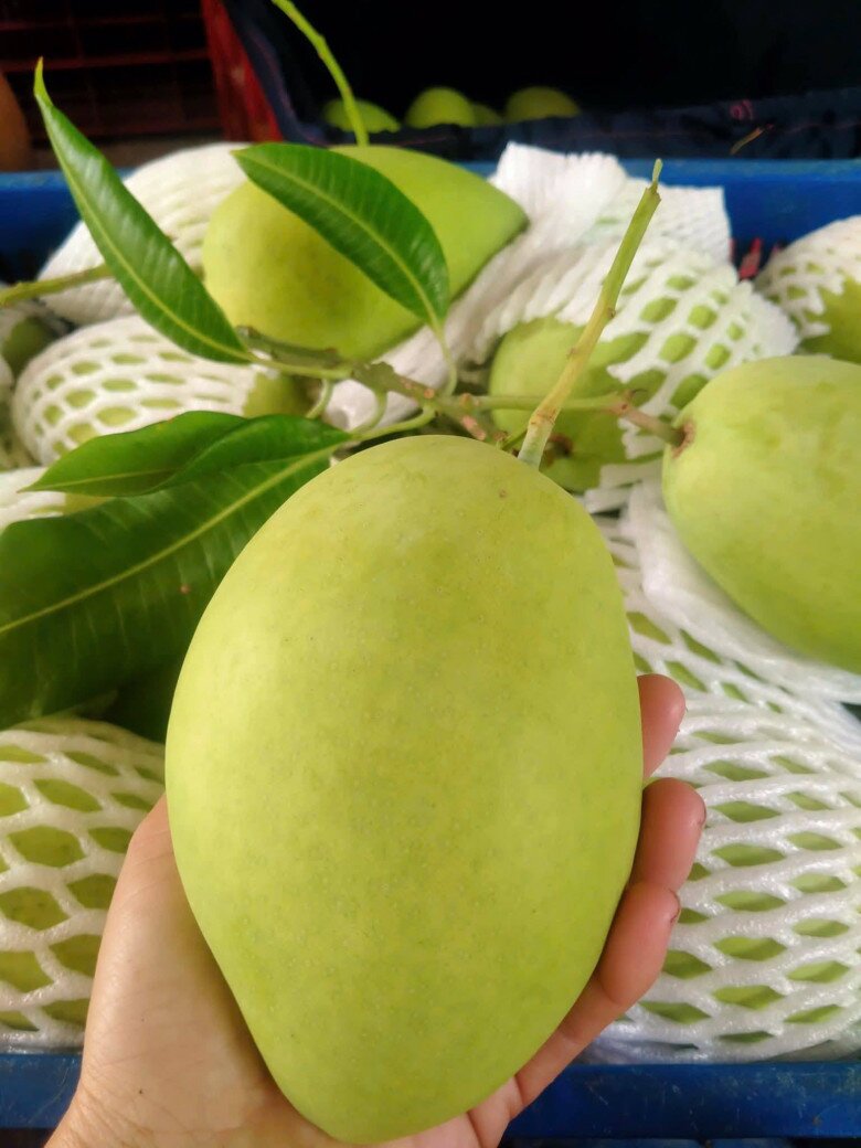Loại quả amp;#34;tốt nhất thế giớiamp;#34; chỉ có ở Đồng Tháp, thành đặc sản đắt khách dịp Tết, trồng một lần thu hoạch nhiều năm - 2
