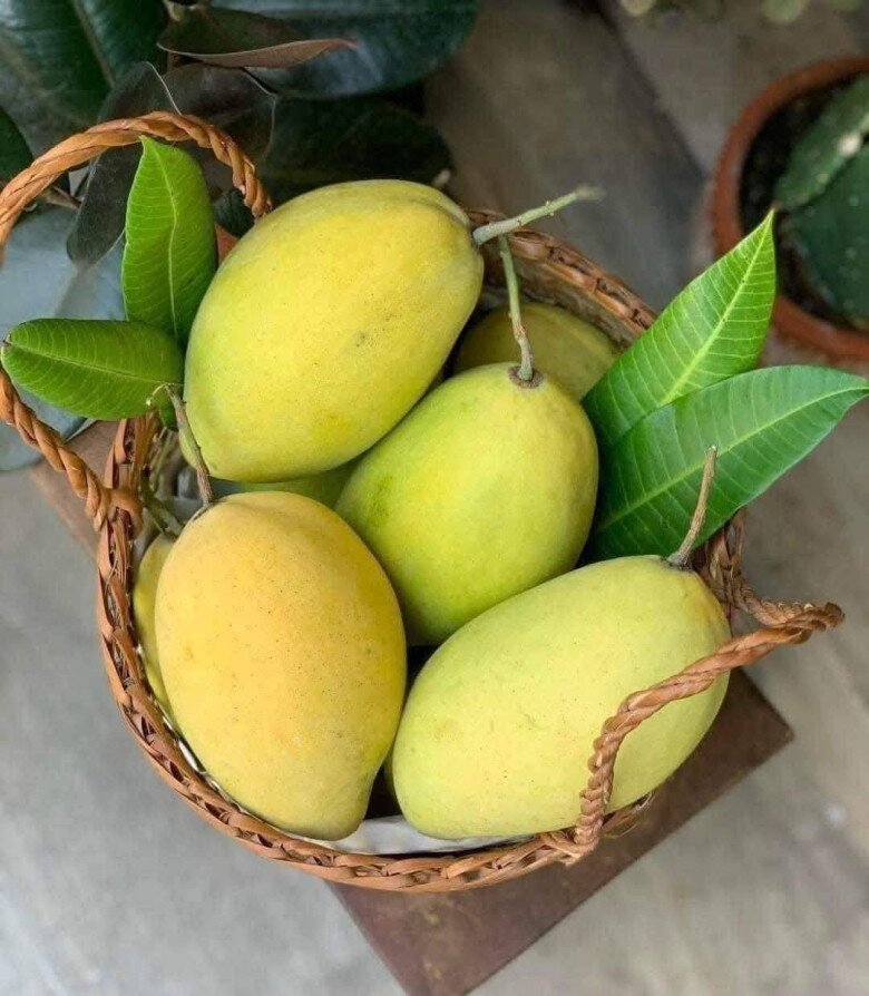 Loại quả amp;#34;tốt nhất thế giớiamp;#34; chỉ có ở Đồng Tháp, thành đặc sản đắt khách dịp Tết, trồng một lần thu hoạch nhiều năm - 3