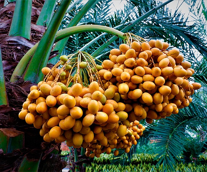 Loại quả amp;#34;tốt nhất thế giớiamp;#34; chỉ có ở Đồng Tháp, trồng một lần thu hoạch nhiều năm, thành đặc sản nổi tiếng 250.000 đ/kg - 1