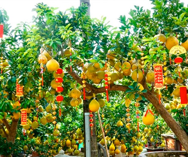 Loại quả amp;#34;tốt nhất thế giớiamp;#34; chỉ có ở Hà Nội, trồng một lần thu hoạch nhiều năm, thành đặc sản được ưa chuộng dịp Tết - 1