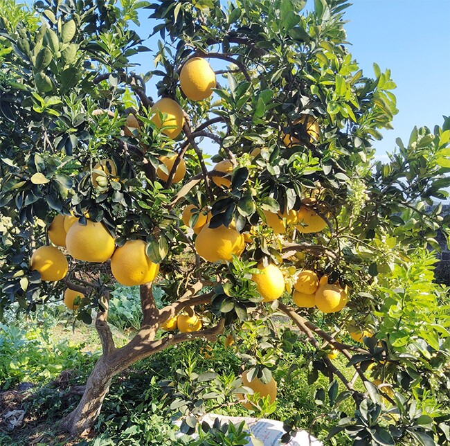 Loại quả amp;#34;tốt nhất thế giớiamp;#34; chỉ có ở Hà Nội, trồng một lần thu hoạch nhiều năm, thành đặc sản được ưa chuộng dịp Tết - 4