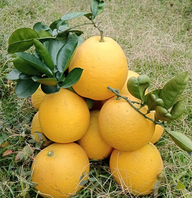 Loại quả amp;#34;tốt nhất thế giớiamp;#34; chỉ có ở Hà Nội, trồng một lần thu hoạch nhiều năm, thành đặc sản được ưa chuộng dịp Tết - 2