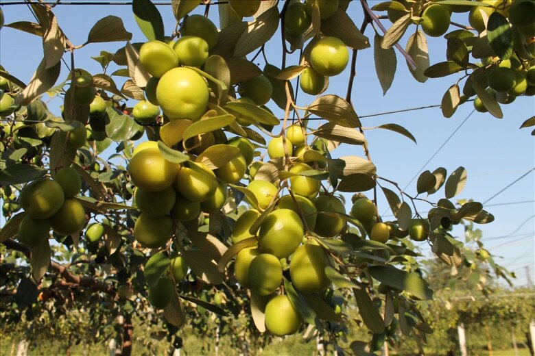 Loại quả amp;#34;tốt nhất thế giớiamp;#34; chỉ có ở Hải Phòng, nay thành đặc sản Tết Bính Ngọ được ưa chuộng, tốt cho sức khoẻ - 4