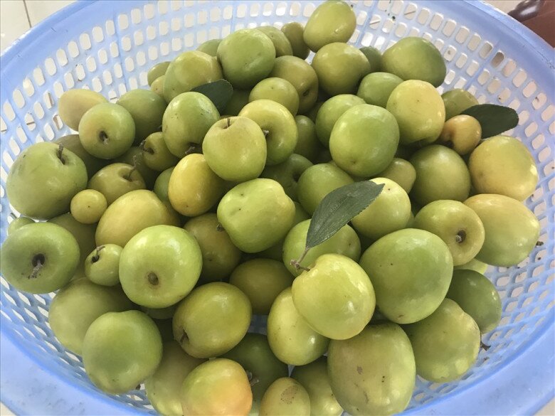 Loại quả amp;#34;tốt nhất thế giớiamp;#34; chỉ có ở Hải Phòng, nay thành đặc sản Tết Bính Ngọ được ưa chuộng, tốt cho sức khoẻ - 3