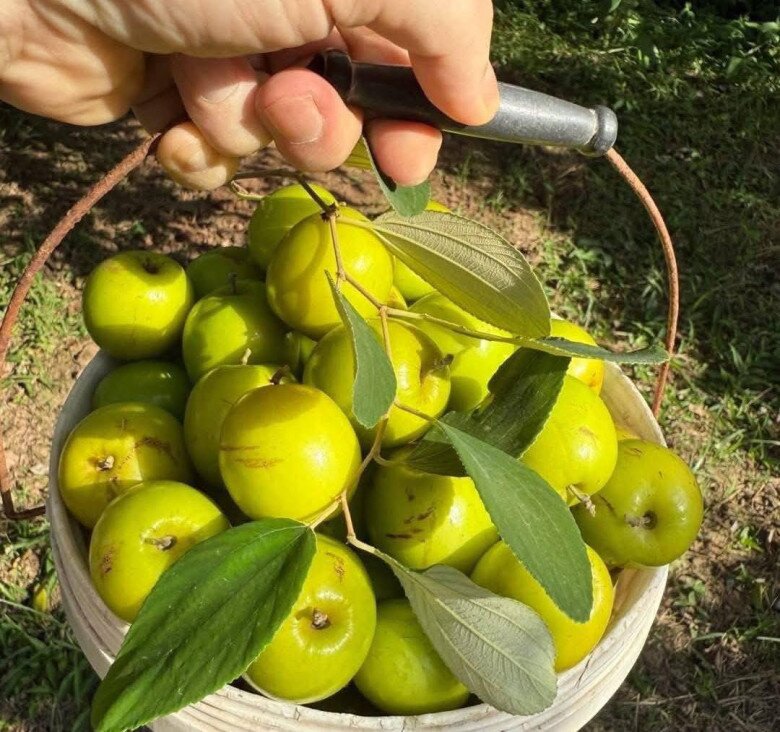 Loại quả amp;#34;tốt nhất thế giớiamp;#34; chỉ có ở Hải Phòng, nay thành đặc sản Tết Bính Ngọ được ưa chuộng, tốt cho sức khoẻ - 2