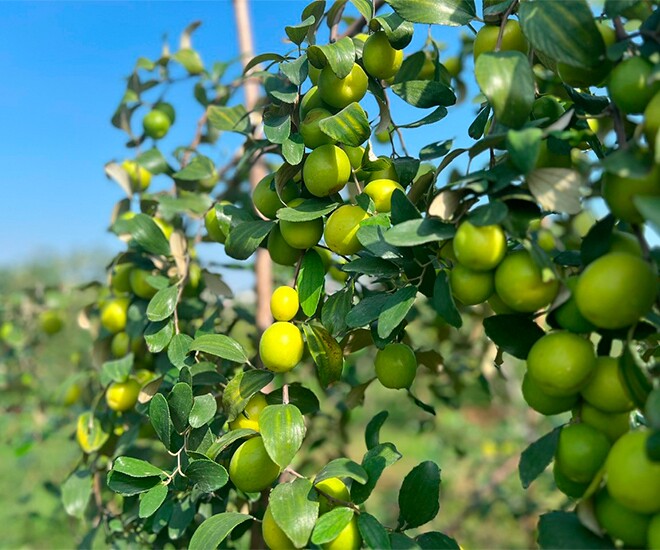 Loại quả amp;#34;tốt nhất thế giớiamp;#34; chỉ có ở Hải Phòng, nay thành đặc sản Tết Bính Ngọ được ưa chuộng, tốt cho sức  khoẻ - 1