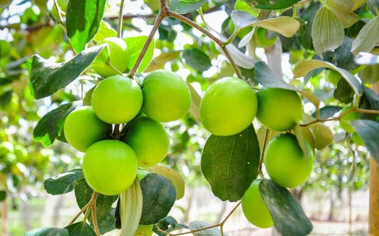 Loại quả “tốt nhất thế giới” chỉ có ở Khánh Hoà, thành đặc sản hút khách dịp Tết, trồng một lần thu hoạch nhiều năm - 3