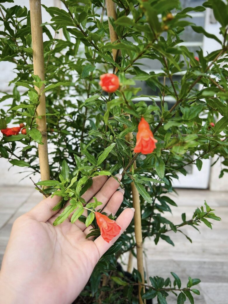 Loại quả amp;#34;tốt nhất thế giớiamp;#34; chỉ có ở Lâm Đồng, thành đặc sản nổi tiếng được ưa chuộng, trồng một lần thu hoạch nhiều năm - 3