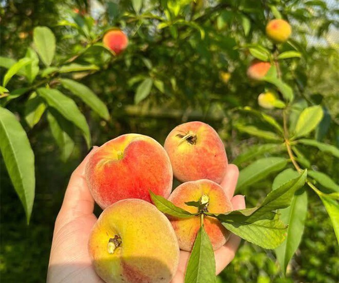 Loại quả “tốt nhất thế giới” chỉ có ở Lào Cai,  trồng một lần thu hoạch nhiều năm, thành đặc sản nổi tiếng 90.000 đồng/kg - 1