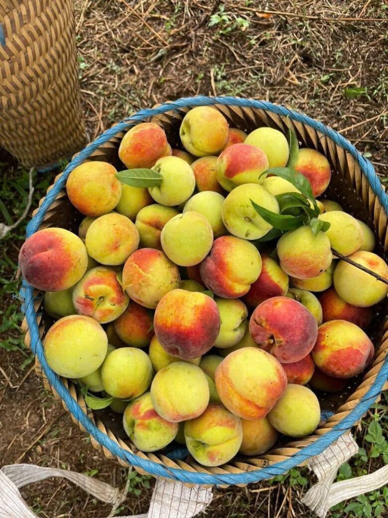 Loại quả “tốt nhất thế giới” chỉ có ở Lào Cai,  trồng một lần thu hoạch nhiều năm, thành đặc sản nổi tiếng 90.000 đồng/kg - 3