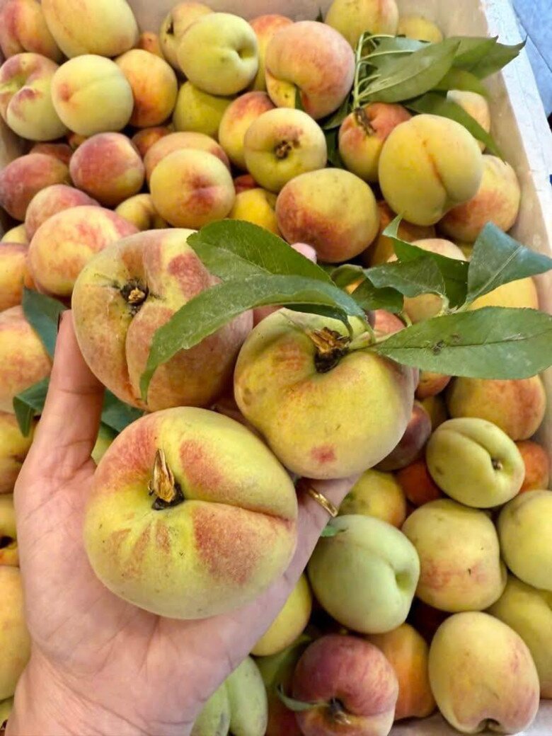 Loại quả “tốt nhất thế giới” chỉ có ở Lào Cai,  trồng một lần thu hoạch nhiều năm, thành đặc sản nổi tiếng 90.000 đồng/kg - 5