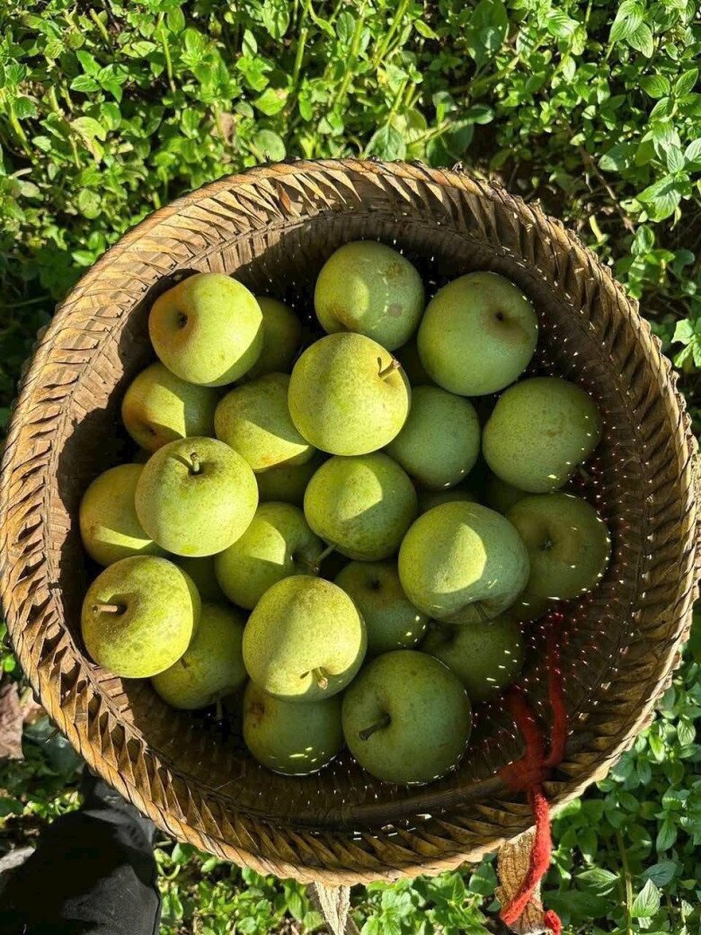 Loại quả amp;#34;tốt nhất thế giớiamp;#34; chỉ có ở Lào Cai, trồng một lần thu hoạch nhiều năm, thành đặc sản tốt cho sức khoẻ - 3