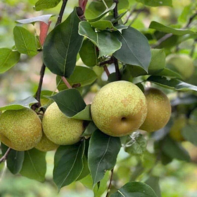 Loại quả amp;#34;tốt nhất thế giớiamp;#34; chỉ có ở Lào Cai, trồng một lần thu hoạch nhiều năm, thành đặc sản tốt cho sức khoẻ - 2