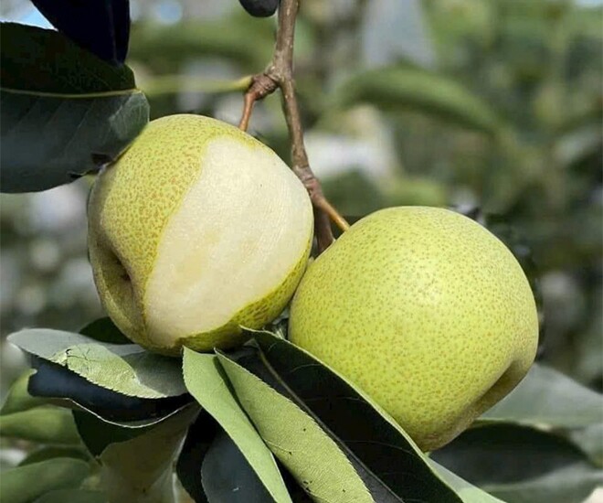 Loại quả amp;#34;tốt nhất thế giớiamp;#34; chỉ có ở Lào Cai, trồng một lần thu hoạch nhiều năm, thành đặc sản tốt cho sức khoẻ - 1