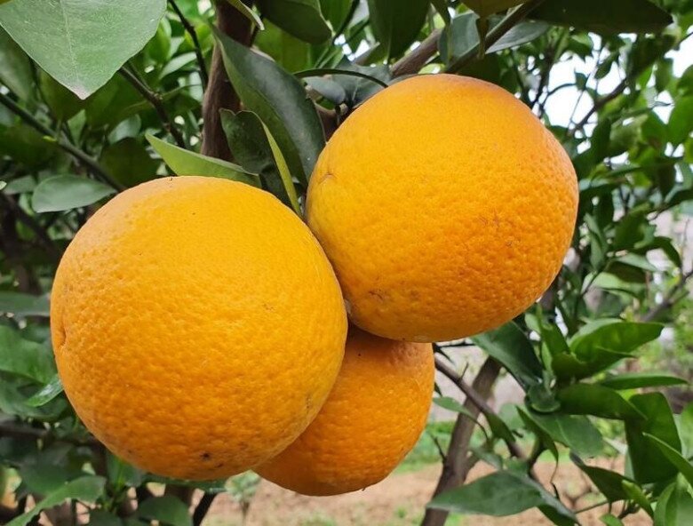 Loại quả amp;#34;tốt nhất thế giớiamp;#34; chỉ có ở Nghệ An, thành đặc sản được ưa chuộng dịp Tết, trồng một lần thu hoạch nhiều năm - 3
