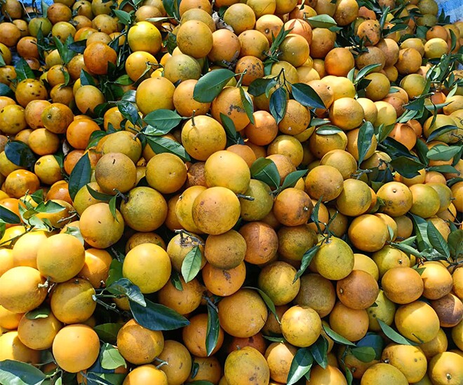 Loại quả amp;#34;tốt nhất thế giớiamp;#34; chỉ có ở Phú Thọ, thành đặc sản nổi tiếng được ưa chuộng, trồng một lần thu hoạch nhiều năm - 1