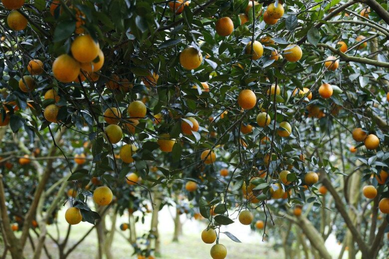 Loại quả amp;#34;tốt nhất thế giớiamp;#34; chỉ có ở Phú Thọ, thành đặc sản nổi tiếng được ưa chuộng, trồng một lần thu hoạch nhiều năm - 4