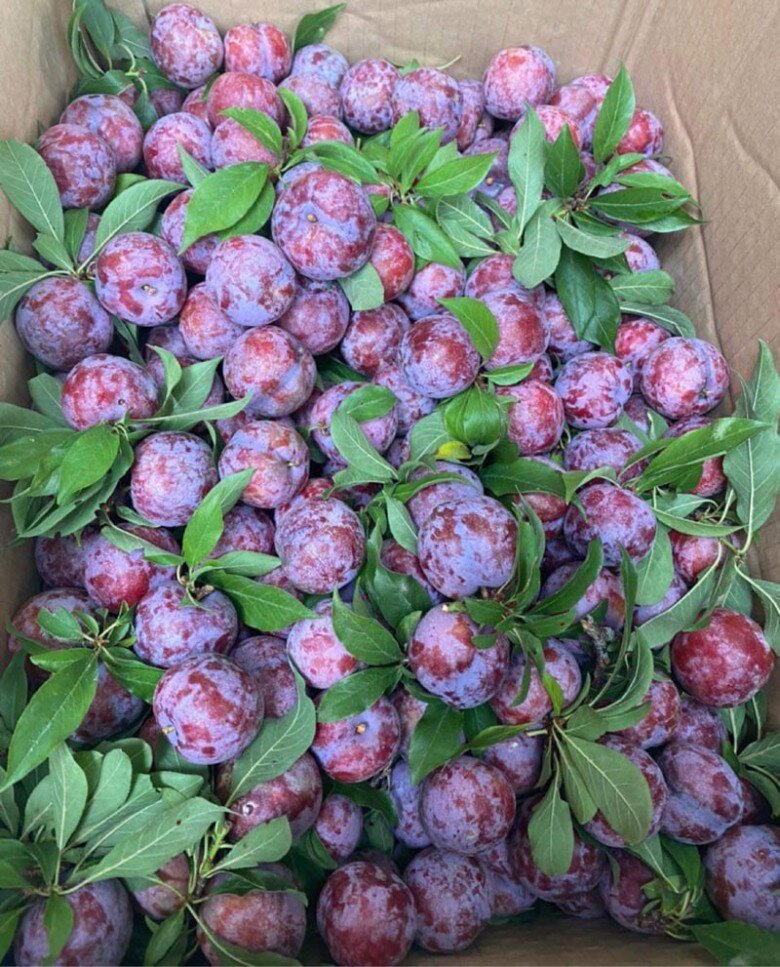 Loại quả “tốt nhất thế giới” chỉ có ở Sơn La, thành đặc sản nổi tiếng 80.000 đồng/kg, trồng một lần thu hoạch nhiều năm - 2