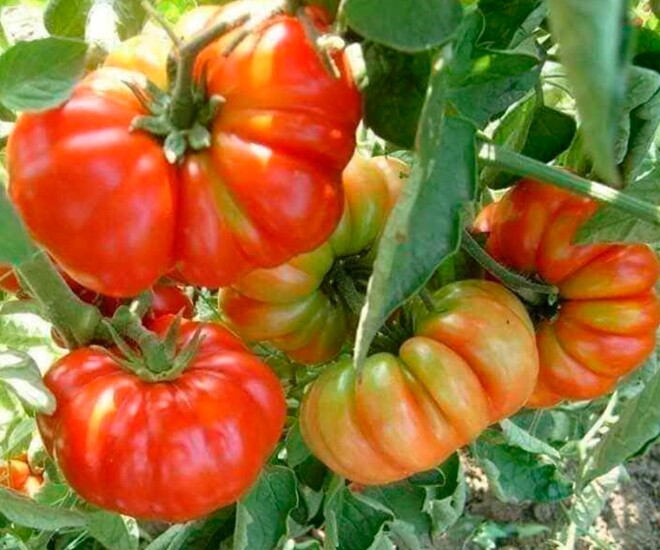 Loại quả “tốt nhất thế giới” chỉ có ở Sơn La, trồng 3 tháng cho thu hoạch, thành đặc sản nổi tiếng 80.000 đồng/kg - 1