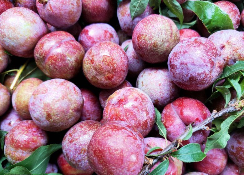 Loại quả “tốt nhất thế giới” chỉ có ở Sơn La, trồng một lần thu hoạch nhiều năm, thành đặc sản nổi tiếng 150.000 đồng/kg - 3