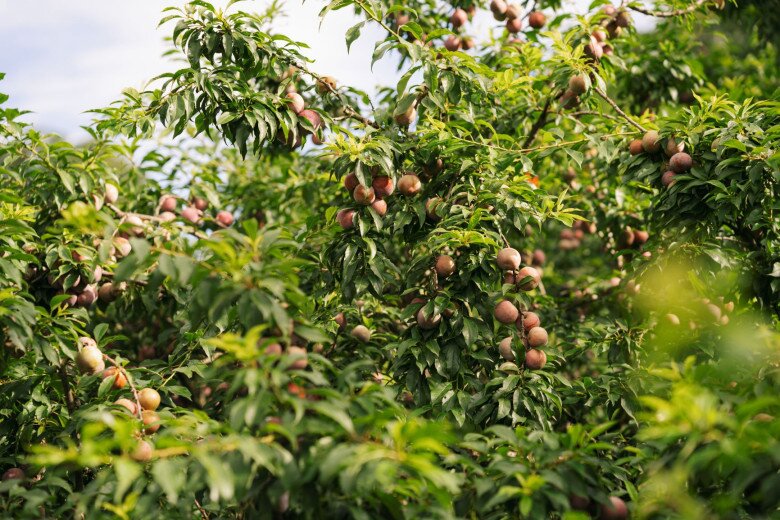 Loại quả “tốt nhất thế giới” chỉ có ở Sơn La, trồng một lần thu hoạch nhiều năm, thành đặc sản nổi tiếng 150.000 đồng/kg - 2