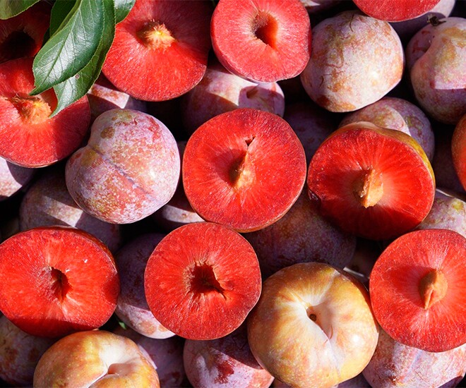 Loại quả “tốt nhất thế giới” chỉ có ở Sơn La, trồng một lần thu hoạch nhiều năm, thành đặc sản nổi tiếng 150.000 đồng/kg - 1