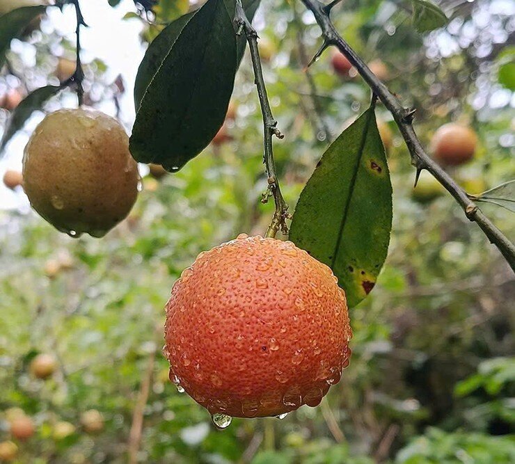 Loại quả amp;#34;tốt nhất thế giớiamp;#34; chỉ có ở Sơn La, trồng một lần thu hoạch nhiều năm, thành đặc sản nổi tiếng 70.000 đồng/kg - 4