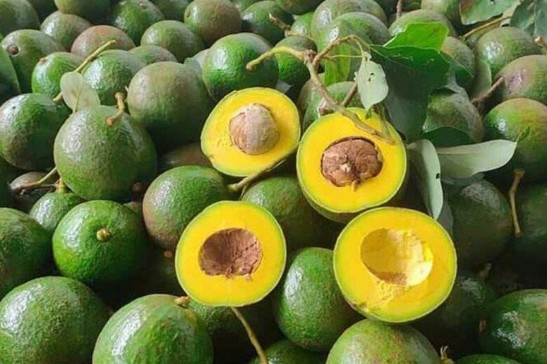 Loại quả amp;#34;tốt nhất thế giớiamp;#34; chỉ có ở Tây Nguyên, thành đặc sản nổi tiếng 60.000 đồng/kg, trồng một lần thu hoạch nhiều năm - 2