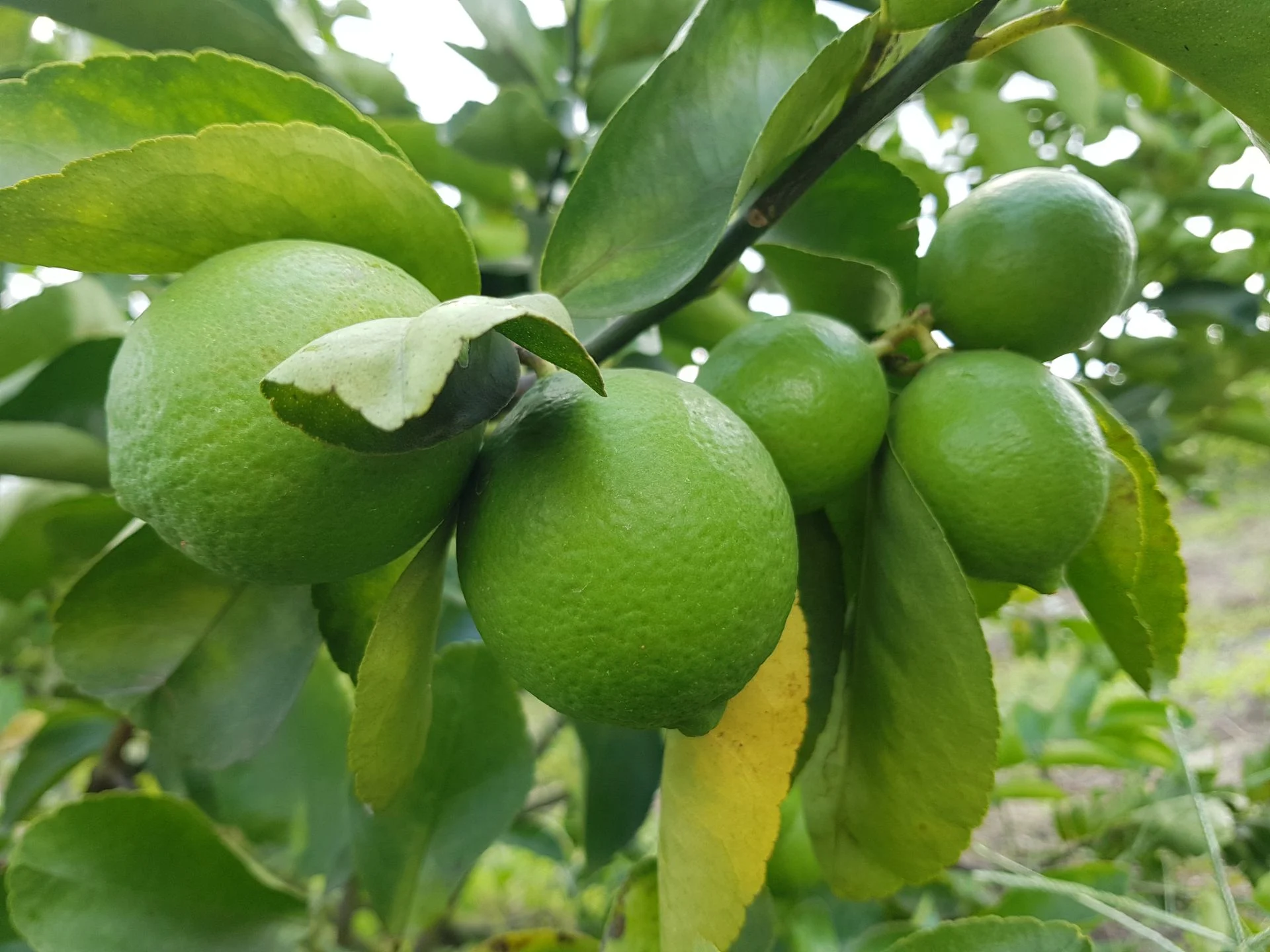Loại quả amp;#34;tốt nhất thế giớiamp;#34; chỉ có ở Tây Ninh, nghe tên đã thấy giàu sang, thành đặc sản tốt cho sức khoẻ - 2