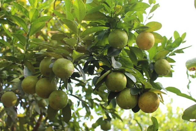 Loại quả amp;#34;tốt nhất thế giớiamp;#34; chỉ có ở Tây Ninh, nghe tên đã thấy giàu sang, thành đặc sản tốt cho sức khoẻ - 3