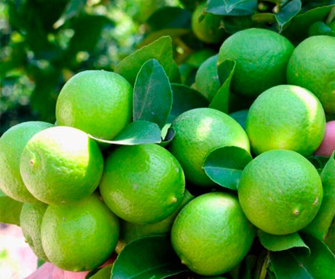 Loại quả amp;#34;tốt nhất thế giớiamp;#34; chỉ có ở Tây Ninh, nghe tên đã thấy giàu sang, thành đặc sản tốt cho sức khoẻ - 1