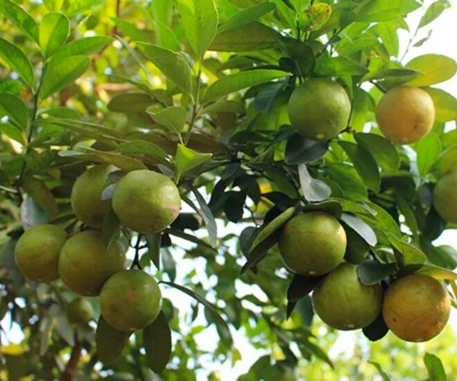 Loại quả amp;#34;tốt nhất thế giớiamp;#34; chỉ có ở Tây Ninh, nghe tên đã thấy giàu, thành đặc sản thu hoạch quanh năm - 1