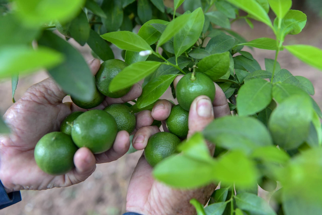 Loại quả amp;#34;tốt nhất thế giớiamp;#34; chỉ có ở Tây Ninh, nghe tên đã thấy giàu, thành đặc sản thu hoạch quanh năm - 2