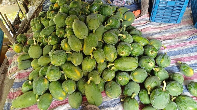 Loại quả amp;#34;tốt nhất thế giớiamp;#34; chỉ có ở Tây Ninh, trồng 6 tháng cho thu hoạch, thành đặc sản Tết được ưa chuộng - 2