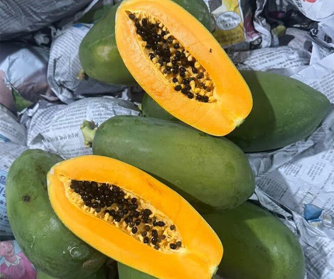 Loại quả amp;#34;tốt nhất thế giớiamp;#34; chỉ có ở Tây Ninh, trồng 6 tháng cho thu hoạch, thành đặc sản Tết được ưa chuộng - 1