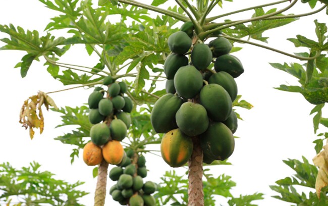 Loại quả amp;#34;tốt nhất thế giớiamp;#34; chỉ có ở Tây Ninh, trồng 6 tháng cho thu hoạch, thành đặc sản Tết được ưa chuộng - 3