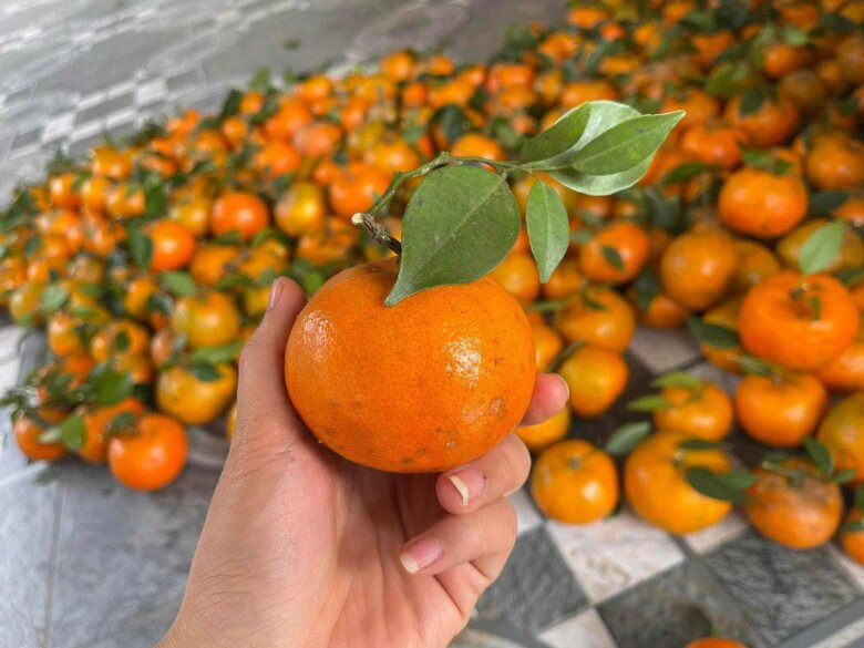 Loại quả amp;#34;tốt nhất thế giớiamp;#34; chỉ có ở Thái Nguyên, trồng một lần thu hoạch nhiều năm, thành đặc sản được ưa chuộng dịp Tết - 2