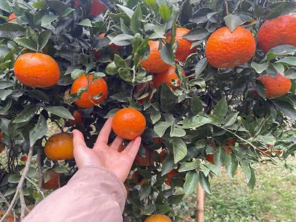 Loại quả amp;#34;tốt nhất thế giớiamp;#34; chỉ có ở Thái Nguyên, trồng một lần thu hoạch nhiều năm, thành đặc sản được ưa chuộng dịp Tết - 3