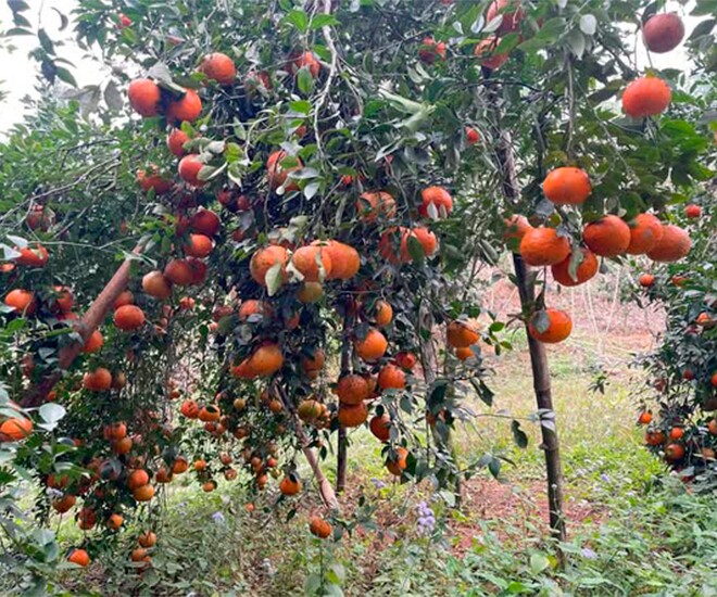 Loại quả amp;#34;tốt nhất thế giớiamp;#34; chỉ có ở Thái Nguyên, trồng một lần thu hoạch nhiều năm, thành đặc sản được ưa chuộng dịp Tết - 1