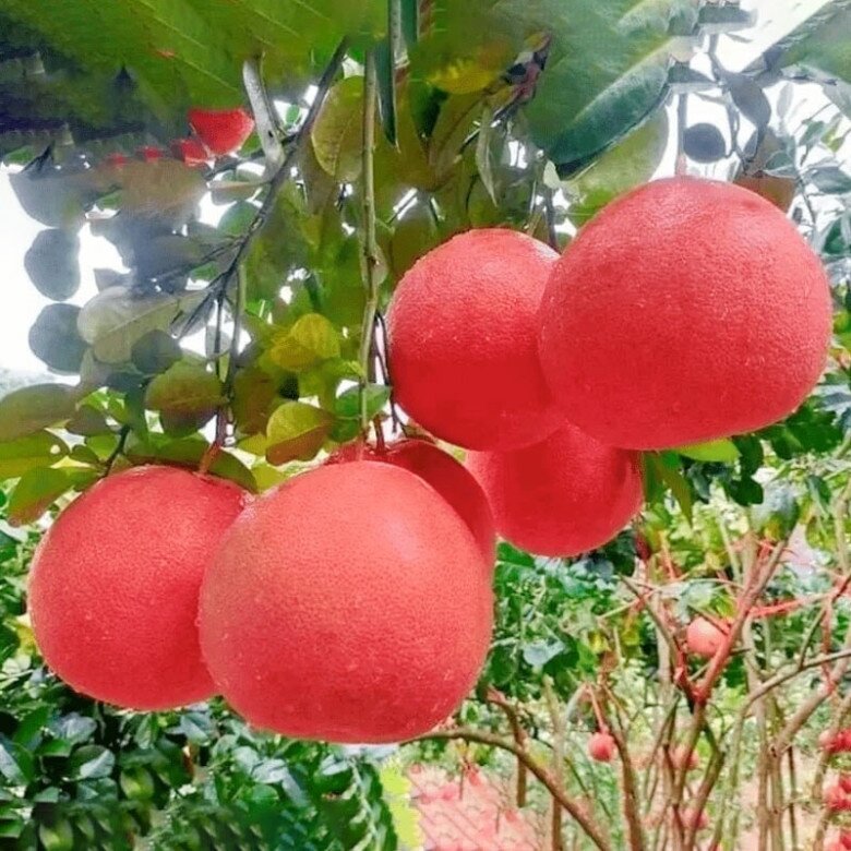 Loại quả amp;#34;tốt nhất thế giớiamp;#34; chỉ có ở Thanh Hoá, trồng một lần thu hoạch nhiều năm, thành đặc sản được ưa chuộng dịp Tết - 4