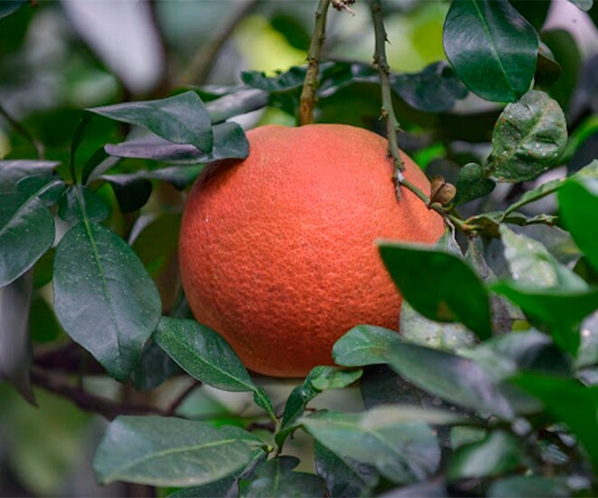 Loại quả amp;#34;tốt nhất thế giớiamp;#34; chỉ có ở Thanh Hoá, trồng một lần thu hoạch nhiều năm, thành đặc sản được ưa chuộng dịp Tết - 1